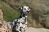 DALMATIEN 138